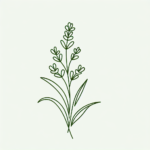 Lavendel zum Einschlafen